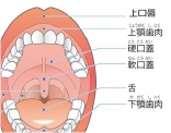 口腔がんについて